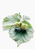 Unripe hazelnuts with leaves