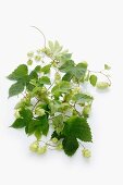 Hops umbels with leaves