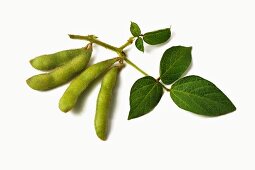 Soya bean pods on a sprig with leaves