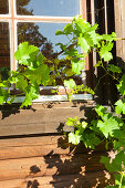 Weinranken vor dem alten Sprossenfenster eines Holzhauses