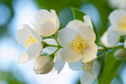 Stengel mit weissen Jasminblüten