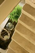 View from stairs down onto houseplant