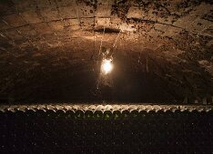 Many bottles stored in wine cellar