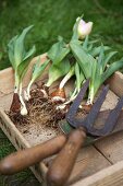 Tulpen mit Zwiebeln und Gartenwerkzeuge in einer Holzkiste