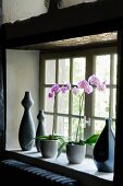 Violette Orchideen im Topf und selbstgefertigte Tonvasen auf Fensterbank