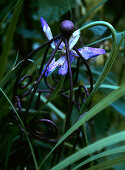 Purple lily inside decorative metal plant support