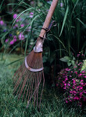 Slightly rusty, vintage rake in garden in front of purple-flowering ground cover plants