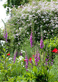 Foxgloves in wild summer garden