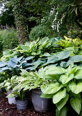 Various types of hosta in old buckets in woodland garden