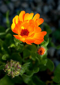 Flowering marigold in garden