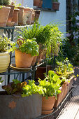 Herbs and lettuces in terracotta pots on shelving against house facade