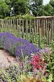 Blühende Lavendelbüsche und Holzrankstützen in mediterranem Garten