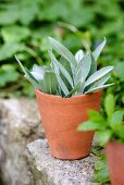 Sage in terracotta pot