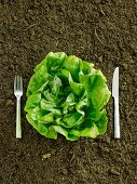 Fresh Head of Butter Lettuce in Dirt with Fork and Knife