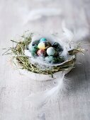 Coloured quails' eggs in Easter nest