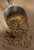 A scoop of buckwheat