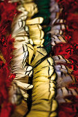 Colourful decorative plumes