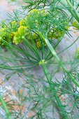 Dill with flowers (anethum graveolens)