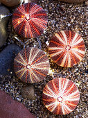 Sea urchin tests on gravel
