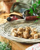 Narcissus bulbs on a wicker tray