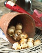 Grape hyacinth bulbs in a flower pot