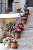 Stone steps with wrought iron balustrade and pots of pink geraniums