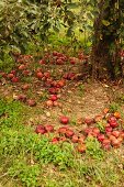 Windfall apples