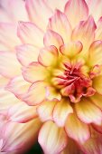 Dahlia