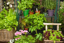 Verschiedene Kräuter, Salatsorten und Blumen in Töpfen im Garten
