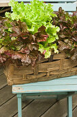 Lettuce growing in a plant basket on a terrace