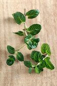 Fresh mint on a wooden surface