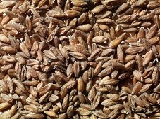 Tritordeum (Kreuzung Gerste-Weizen)