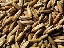 Typhon oats
