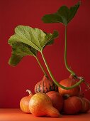 Several hokkaido squash with leaves