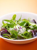 Herb salad with burrata