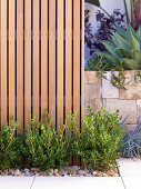 Bushes in miniature flower bed against wooden wall and agave in raised bed with stone surround