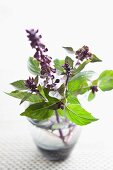Basil with flowers