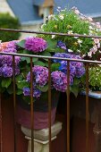 Hydrangea with violet flowers and marguerite bush behind simple balcony balustrade of metal rods