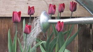 Dark red tulips being watered with a watering can