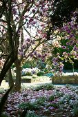 Flowering magnolia tree in gardens