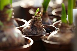 Amaryllis bulbs (Hippeastrum)