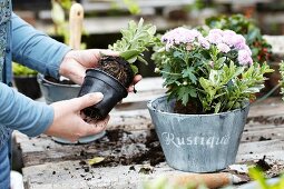 Frau zieht ein Pflänzchen aus einem Plastiktopf