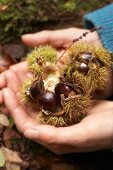 Hands holding sweet chestnuts in prickly cases
