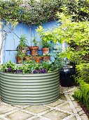 Petunia and chard in a raised bed, in the background assorted herbs in terracotta pots