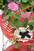 Freshly picked sprig of blackberries on rose-patterned plate and pink flower on small, red metal side table