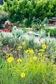 Beet mit gelb blühendem Mädchenauge und Mohnblumen mit Kiesweg und Bäumchen im Hintergrund