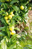 Yellow, ripe plums on a tree