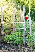 Small bed with four branches sticking up from it and two lone poppy flowers in a wild garden