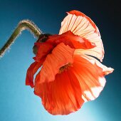 A pink poppy