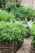 Parsley and other herbs in wicker raised beds